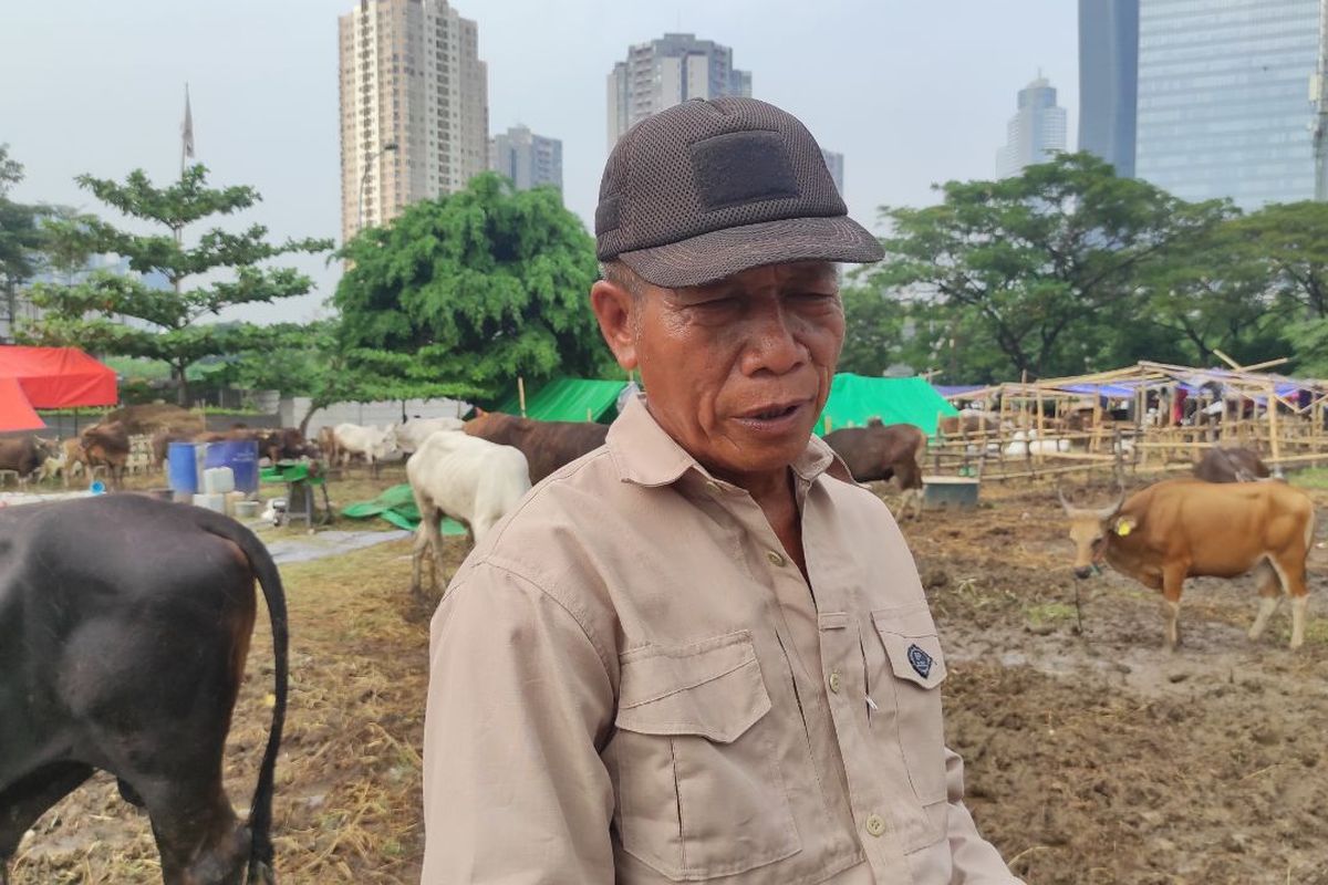 Nurdin (64), pedagang hewan kurban asal Bima, Nusa Tenggara Barat, saat menjajakan hewannya di Jalan Kawi, Menteng Atas, Setiabudi, Jakarta Selatan, Jumat (23/6/2023). 