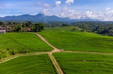 Wonogiri Rasa Ubud, Indahnya Hamparan Sawah Desa Slogoretno, Jatipurno