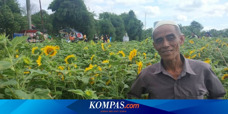 Bunga Matahari Lirik / Cerita Masyari Tak Sengaja Membuat Kebun Bunga Matahari Jadi Obyek Wisata : Lirik lagu bunga matahari sangat cantik kem;