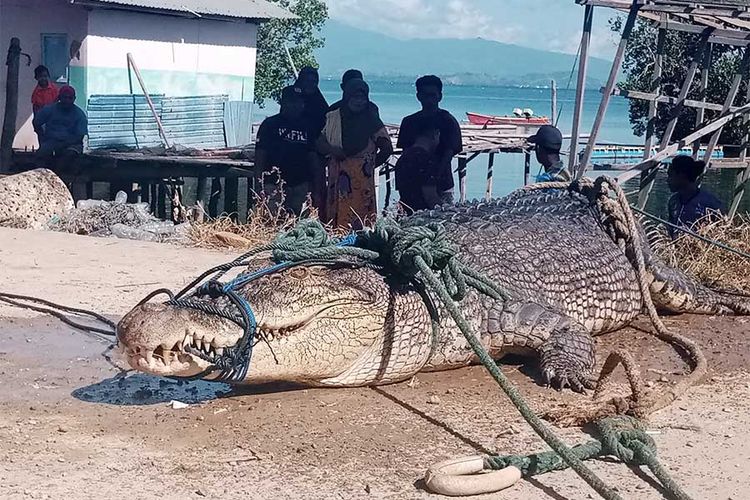 Buaya muara yang tertangkap nelayan kepiting di perairan Desa Bulalo Kecamatan Kwandang kabupaten Gorontalo Utara.