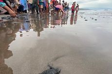 Pantai Nisar di Manggarai Barat, Lihat Penyu hingga Indahnya Sunset