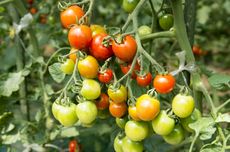 6 Cara Membuat Tanaman Tomat Tumbuh Lebih Cepat 