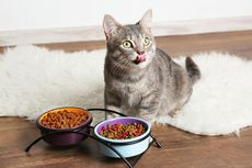 Kucing Jantan Mudah Bosan dengan Makanannya, Harus Bagaimana?