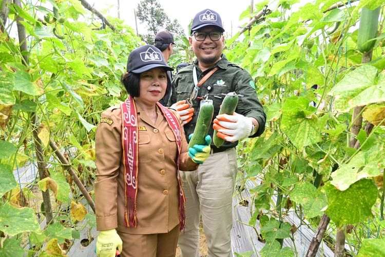 Demplot (petak demonstrasi) Pertanian Tanpa Bakar (PTB) yang digagas PT Annisa Surya Kencana (ASK) menunjukkan hasil panen memuaskan pada periode percobaan.