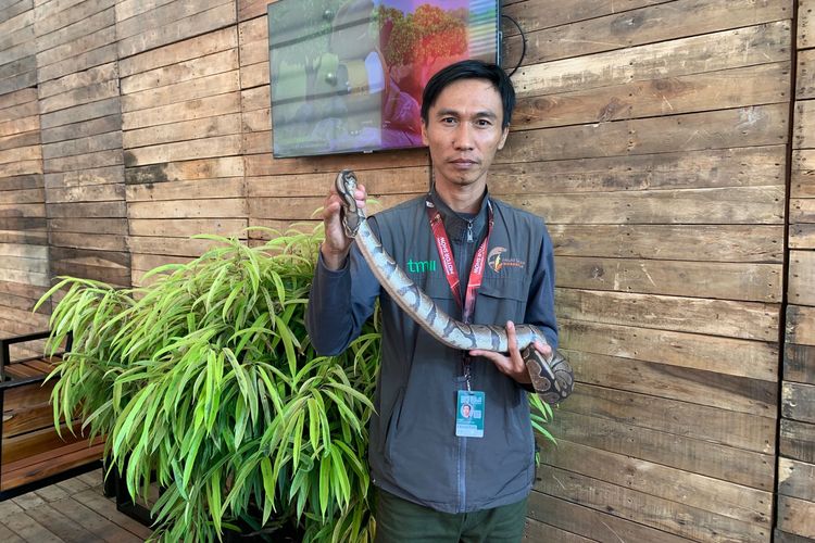 Erik, salah satu penjaga hewan senior dari Jagat Satwa Nusantara Taman Mini Indonesia Indah (TMII) yang hadir di gelaran IIMS 2024 di Kemayoran, Jakarta. Pria yang sudah 23 tahun menjadi penjaga hewan di Museum Komodo, Taman Burung, dan Dunia Air Tawar dan Serangga ini membagikan pengalamannya terkait penanganan ular