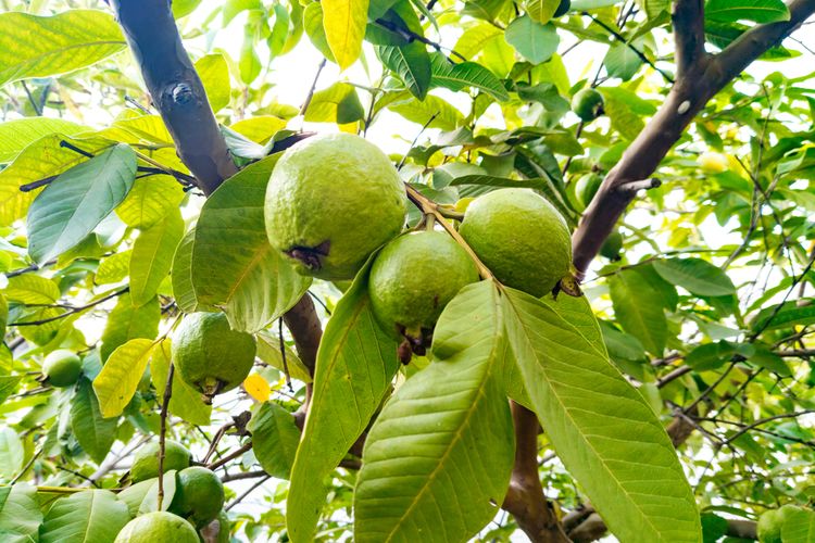 Ilustrasi jambu biji, pohon jambu biji.