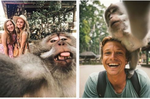 Video Cara Monyet Selfie Diambil di Monkey Forest Ubud Bali