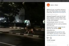Lepas, Rusa dari TMP Kalibata Berlarian di Jalan Raya 