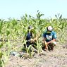 Diserang Hama Tikus, Petani Jagung di Lumajang Beralih Tanam Tembakau 