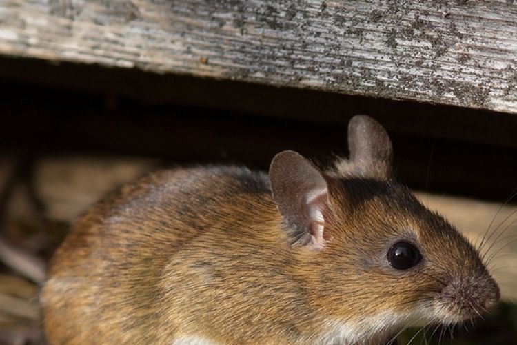 Jika Anda tergigit tikus, Anda bisa mengalami infeksi bakteri yang bernama rat bite fever. Penyakit bisa diobati dengan pertolongan pertama dan antibiotik dari dokter.