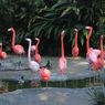 Serba-serbi Hewan: Semakin Pink Flamingo, Perilakunya Makin Agresif