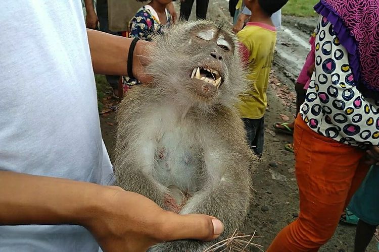 Monyet ini ditembak mati oleh warga Kelurahan Nelayan Indah, Kecamatan Medan Labuhan. karena membuat resah telah menggigit sedikitnya ada 12 orang dari anak-anak hingga orang tua.