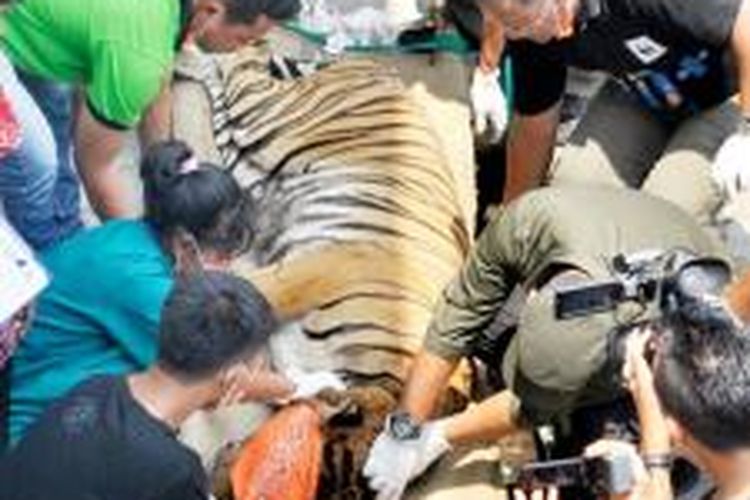 Giring seekor harimau sumatera jantan harus mendapatkan perawatan tim medis karena luka di sekujur tubuh akibat dikurung selama 7 bulan di kandang sempit