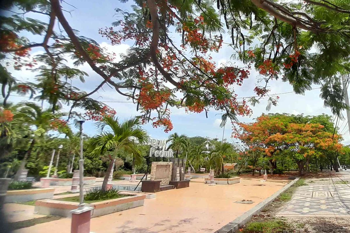 Bunga sepe atau bunga flamboyan yang bermekaran di Taman Nostalgia, Kupang, NTT.