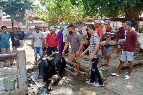 3 Ekor Sapi di Banyumas Terindikasi Idap Penyakit Kuku dan Mulut