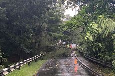 Pohon Tumbang di Persimpangan Kelapa Dua Menuju Margonda, Kendaraan Tak Bisa Melintas