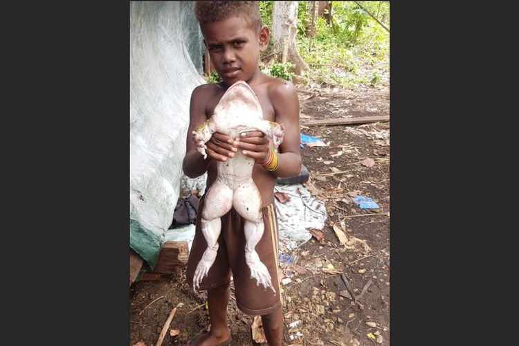 Katak raksasa bernama latin Cornufer guppyi yang ditemukan di Kepulauan Solomon, dan viral setelah diunggah fotonya ke media sosial. Ternyata katak ini adalah salah satu yang terbesar di dunia dan spesies langka.