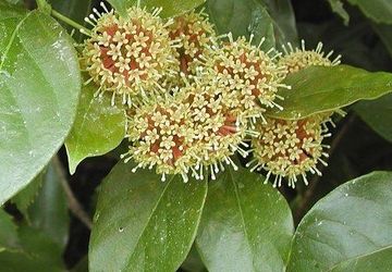 Gambir: Komoditas Tua dari Sumatera yang Diam-Diam Diburu Industri Dunia