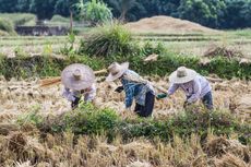 Harga Beras Tinggi, Daya Beli Petani Kian Menguat