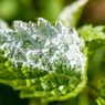 Cara Mengatasi Embun Tepung pada Tanaman dengan Semprotan Susu