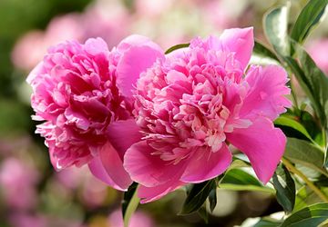 Makna Bunga Peony Menurut Feng Shui dan Cara Menggunakannya