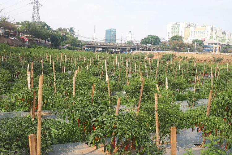 Seorang warga Petamburan, Kecamatan Tanah Abang, Jakarta Pusat bernama Andiya memanfaatkan lahan di bantaran Kali Ciliwung untuk membuka lahan pertanian cabai. Foto diambil Jumat (19/10/2018).