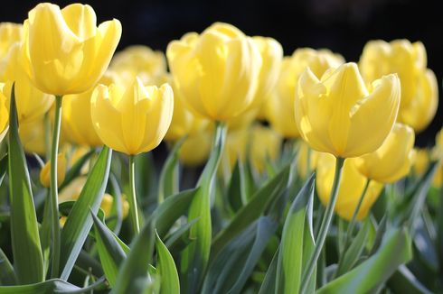 6 Fakta Unik Bunga Tulip yang Belum Diketahui Orang