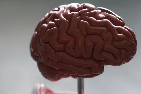 Otak Manusia Ternyata Lebih Rapuh dari Busa Polistiren