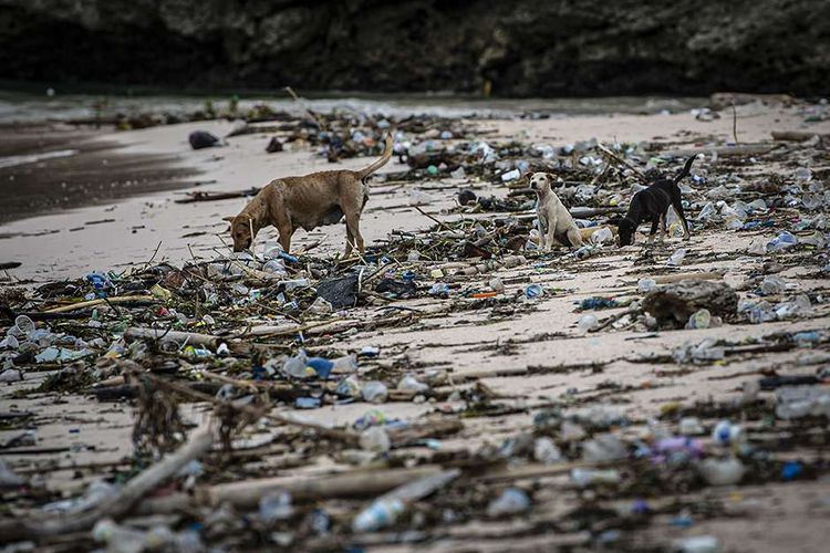 Tiga ekor anjing berkeliaran di dekat sampah di pesisir Pantai Pink, Sekaroh, Jerowaru, Lombok Timur, Nusa Tenggara Barat, Selasa (9/3/2021). Kurangnya perhatian dan pengawasan dari pemerintah daerah/stakeholder terkait menyebabkan pantai yang menjadi salah satu destinasi wisata di Lombok itu dipenuhi sampah.