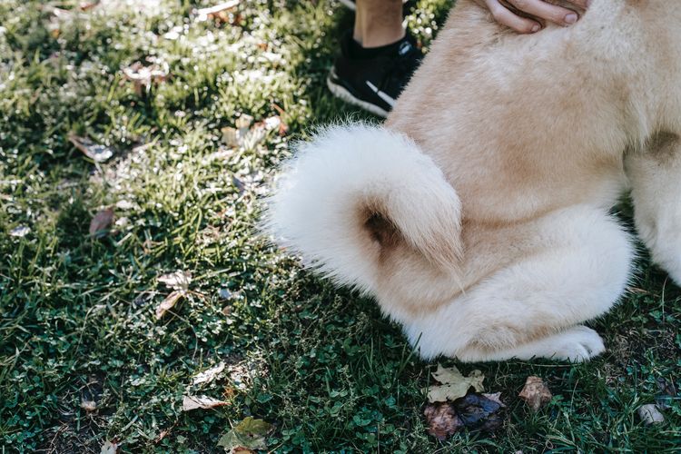 Ekor anjing berfungsi untuk menyeimbangkan, membuat anjing tetap hangat, dan sebagai cara berkomunikasi.
