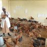 Sekolah Berhenti karena Covid-19, Ruang Kelas Berubah Jadi Peternakan Ayam