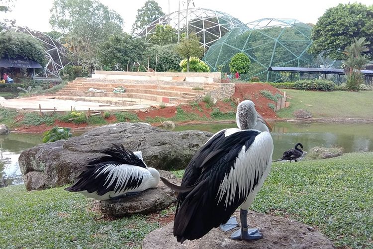 Burung pelikan yang bisa dihampiri dan dilihat oleh wisatawan saat berkunjung ke Taman Burung di Taman Mini Indonesia Indah (TMII), Minggu (5/7/2020).