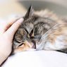 8 Perubahan Perilaku Kucing Peliharaan yang Perlu Diwaspadai
