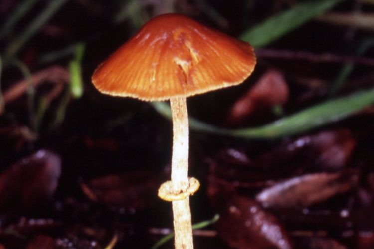 Jamur Conocybe filaris, jamur beracun, jamur paling beracun di dunia.