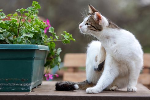5 Cara Rumahan yang Ampuh Membasmi Kutu Kucing