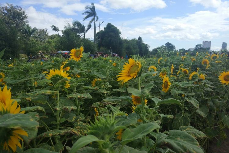Penampakan bunga matahari yang sedang viral tepatnya di Gang Makam, Pinang, Kota Tangerang (3/1/2019).