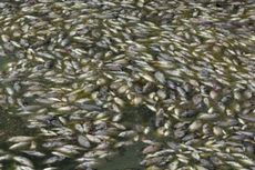 Pria China Racuni 40.000 Kg Ikan untuk Lampiaskan Dendam