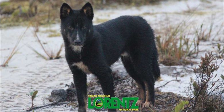 Seekor New Guinea singing dog yang berhasil didokumentasikan tim Balai TN Lorentz di sekitar Danau Habema, Kabupaten Jayawijaya, Papua, pada ketinggian 3.200 MDPL di tahun 2013.