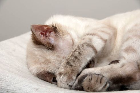 3 Alasan Kucing Menutupi Wajah dengan Kakinya Saat Tidur