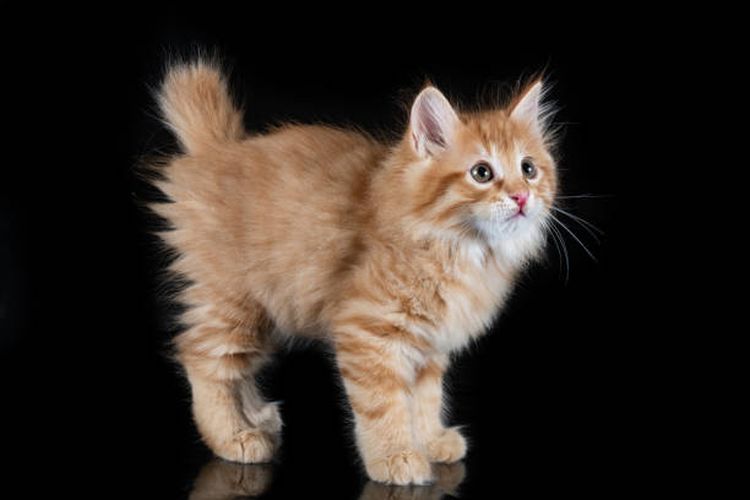 Ilustrasi karakteristik dan cara perawatan kucing Kurilian Bobtail