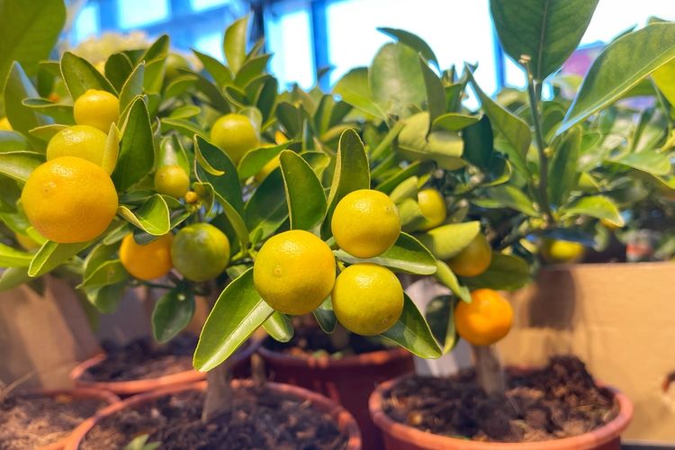 Ilustrasi pohon jeruk.