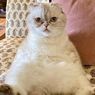 Fantastis, Kucing Taylor Swift Punya Kekayaan Rp 1,5 Triliun