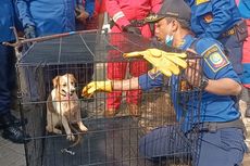 15 Anjing di Bekasi Dievakuasi karena Ditelantarkan Pemiliknya