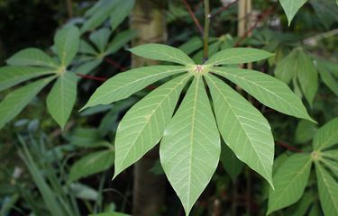 Terdapat sejumlah efek samping daun singkong jika dikonsumsi sembarangan.