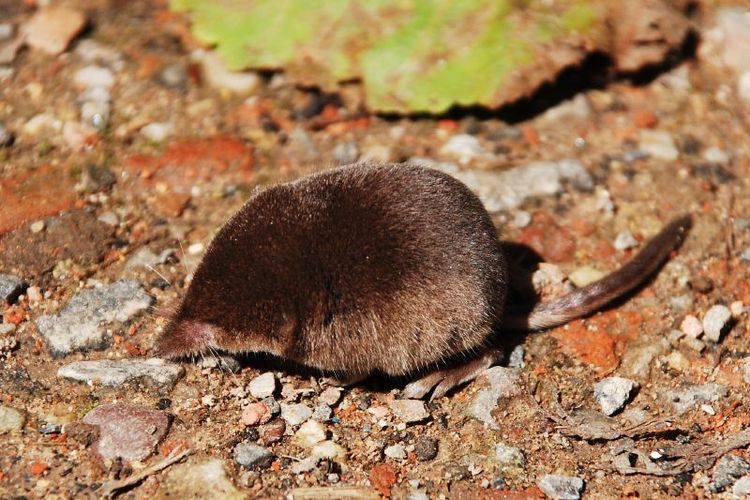 American pygmy shrew, hewan yang paling banyak makan