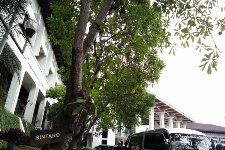 Pohon Bintaro tumbuh di bagian timur Gedung Sate. Buah dari pohon itu ternyata memiliki kandungan berbahaya yang biaa menyebabkan kematian jika dikonsumsi.