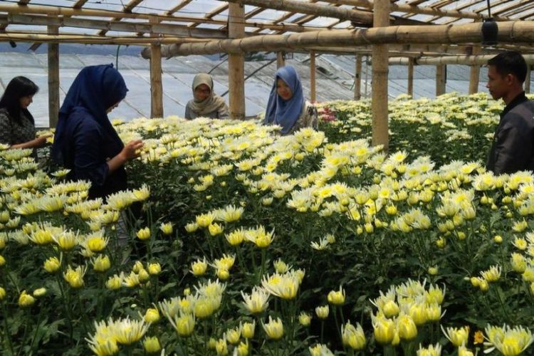 Kampung Krisan Clapar Keindahan Kebun Bunga Di Kaki Gunung