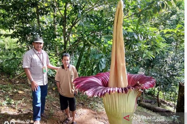 Bunga bangkai Amorphophallus titanum yang tingginya 2,8 meter mekar di Kabupaten Kepahiang, Provinsi Bengkulu.