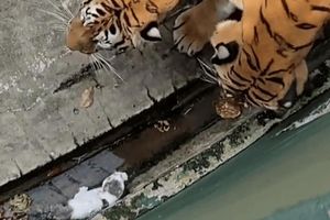 Viral Video Anak Kucing Terjebak di Kandang Harimau Kebun Binatang Johor, Bagaimana Nasibnya?