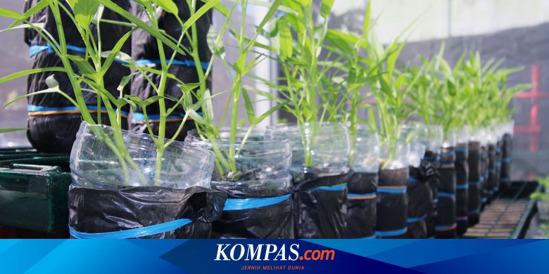 Ingin Menanam Sayur Sendiri Ketahui Jenis Sayur Yang Cepat Panen Halaman All Kompas Com
